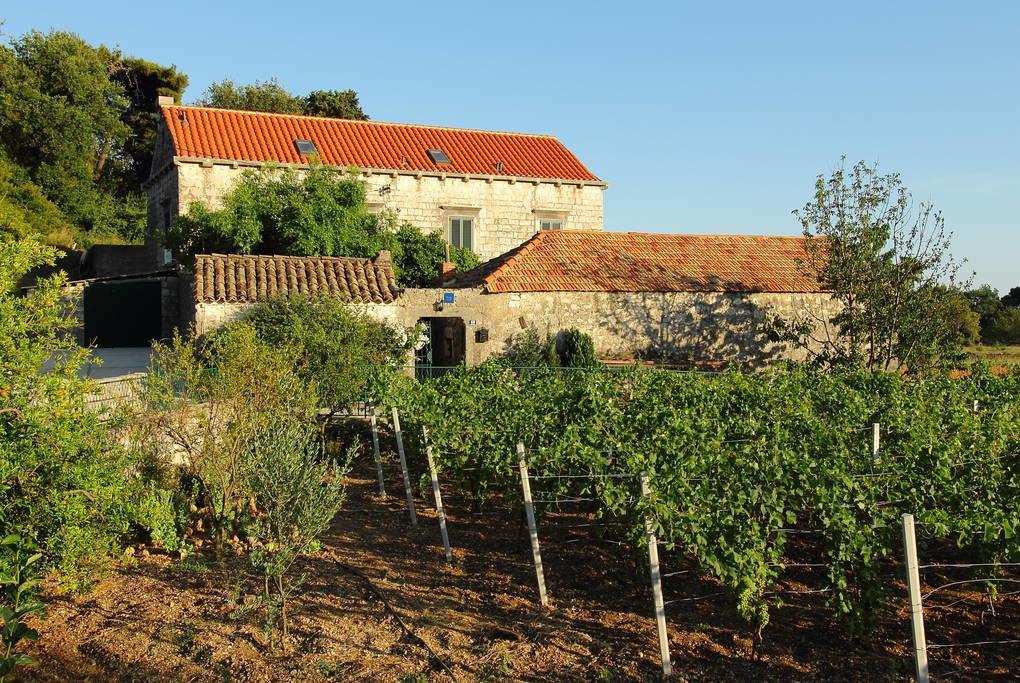 Villa Violic زاتون المظهر الخارجي الصورة